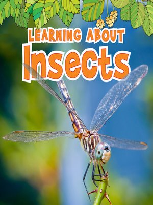 cover image of Learning About Insects